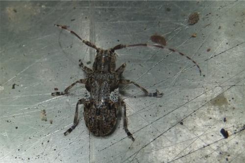 Mesosa nebulosa